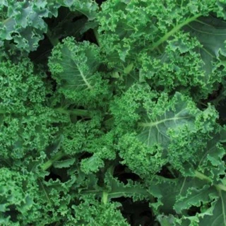 เมล็ดเคล เมล็ดเคลใบหยิก เมล็ดเคล เคล Kale 100+เมล็ดเกรดแท้นำเข้าอเมริกามีบริการเก็บเงินปลายทางผักเคลใบหยักOP