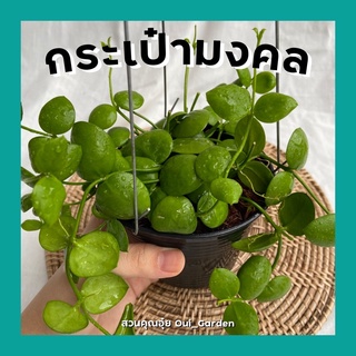 ต้นเดปกระเป๋ามงคล ใบกลมๆน่ารัก ต้นไม้มงคลเรียกทรัพย์ กระถาง4นิ้วพร้อมลวดแขวน