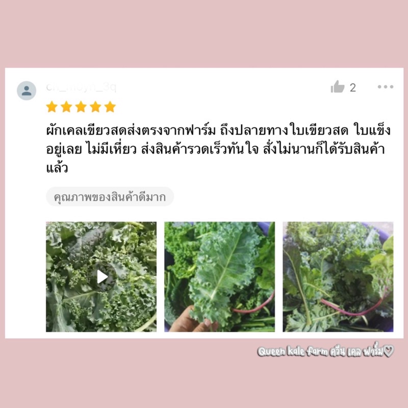 🌈ผักเคลใบหยิกเขียว 500 กรัม ตัดสดตามออเดอร์จากฟาร์ม - รูปที่ 6