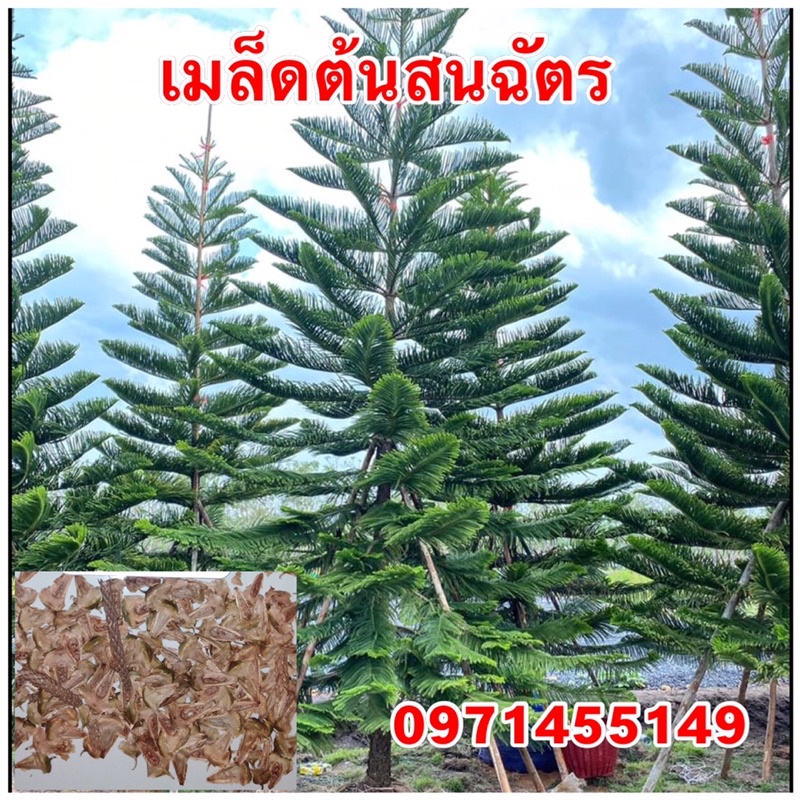 เมล็ดพันธ์สนฉัตร สนประดับ