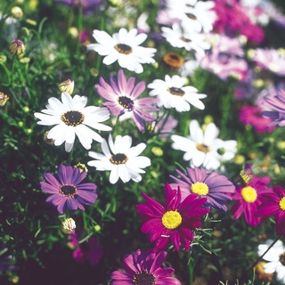 เมล็ดพันธุ์ เดซี่ สวอน ริเวอร์ brachyscome iberidifolia (Swan River Daisy) 1000 เมล็ด นำเข้าจาก ยุโรป อัตราการงอก 90 %