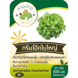 ทำมะชาดฟาร์ม (ซื้อ10แถม1) เมล็ดพันธุ์ กรีนโอ๊คใบใหญ่ ขนาด0.5กรัม ประมาณ500เมล็ด BIG GREEN OAK บิ๊กกรีนโอ๊ค ผักสลัด เมล็ด