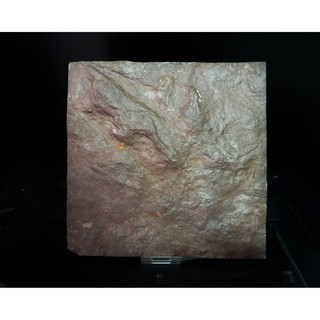 ฟอสซิล รอยเท้าไดโนเสาร์ (Fossil Dinosaur Footprint) แท้ !