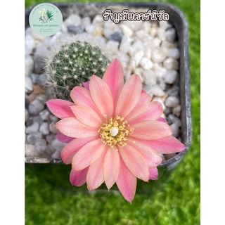 รีบูเทีย คาร์นิวัล (Rebutia Carnival)