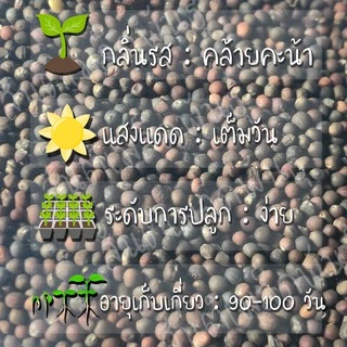 เมล็ดพันธุ์ กะหล่ำดาว 250เมล็ด Brussels sprouts Seed เมล็ดพันธุ์แท้100% นำเข้าจากต่างประเทศ ปลูกผัก สวนครัว ผัดกะหล่ำดาว