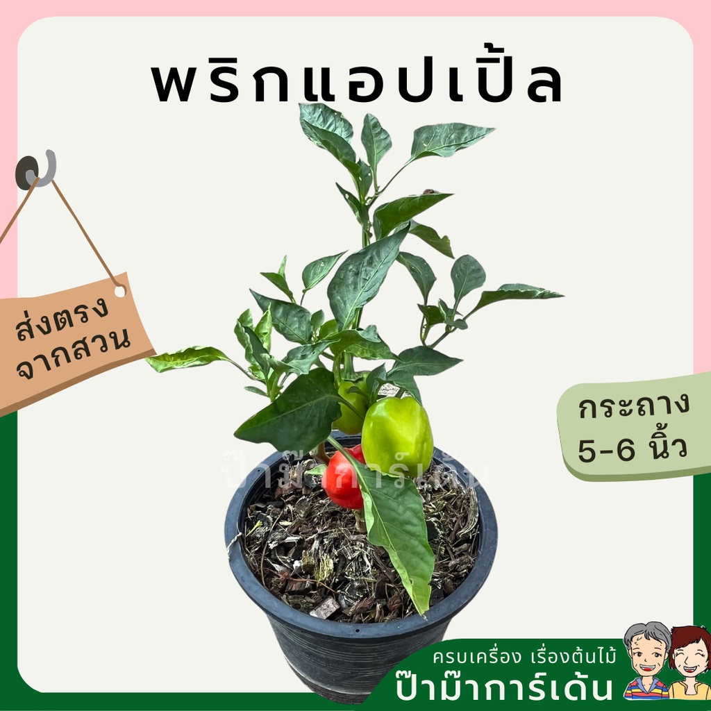 พริกแอปเปิ้ล พริกประดับรูปแบบน่ารักแปลกตา ดูแลเหมือนพริกทั่วไป ไม้แดด