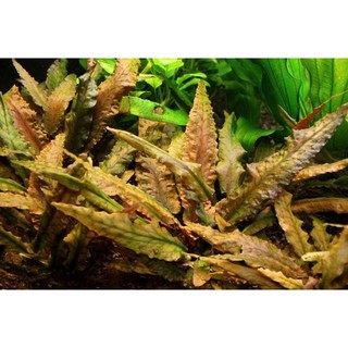 ต้นไม้น้ำ คริปน้ำตาล Cryptocoryne Wendtii Brown