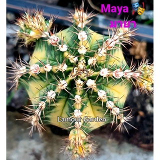 หน่อเด็ดสด แคคตัส (Gymno) "Maya" (มายา) 🎭