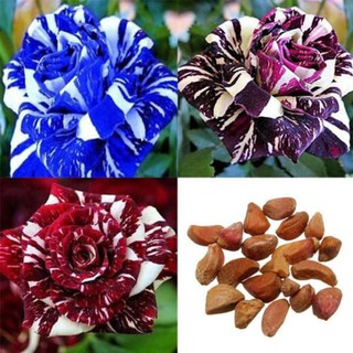 เมล็ดพันธุ์ กุหลาบ Dragon Rose Seeds คละสี ดอกใหญ่ นำเข้าจากต่างประเทศ 30 เมล็ด