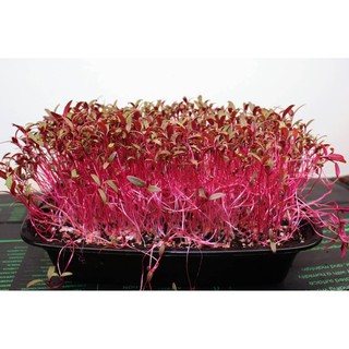 เมล็ดไมโครกรีน Red Amarath Micro green 2 , 4 , 6 กรัม ปลูกง่าย