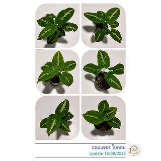 ออมเพชร ใบกลม Syngonium Wendlandii (Round Form) เลือกต้นได้