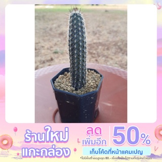 ดินสอดำแคคตัส Setiechinopsis Mirabilis กระบองเพชร แคคตัส ขนาด 5 cm