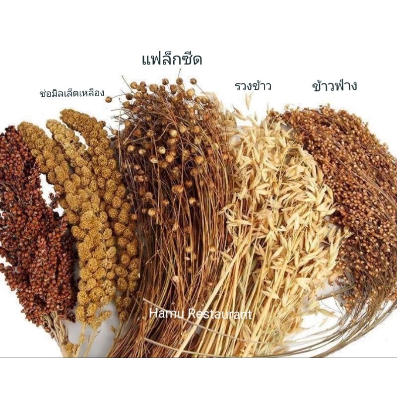 Hamu ❤️ขายดี ช่อธัญพืช รอบนี้ต้นสวย ดอกไม้แห้ง ช่อข้าวฟ่าง รวงข้าว แฟล็กซีด มิลเล็ตสเปรย์ สำหรับสัตว์ฟันแทะ แฮมสเตอร์ นก