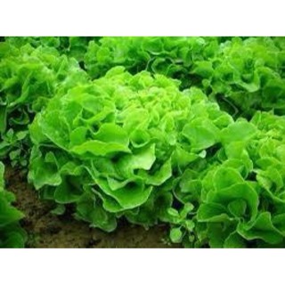 เมล็ดพันธุ์ ผักสลัด กรีนโอ๊ค (Green Oak Lettuce) บรรจุ 200 เมล็ด