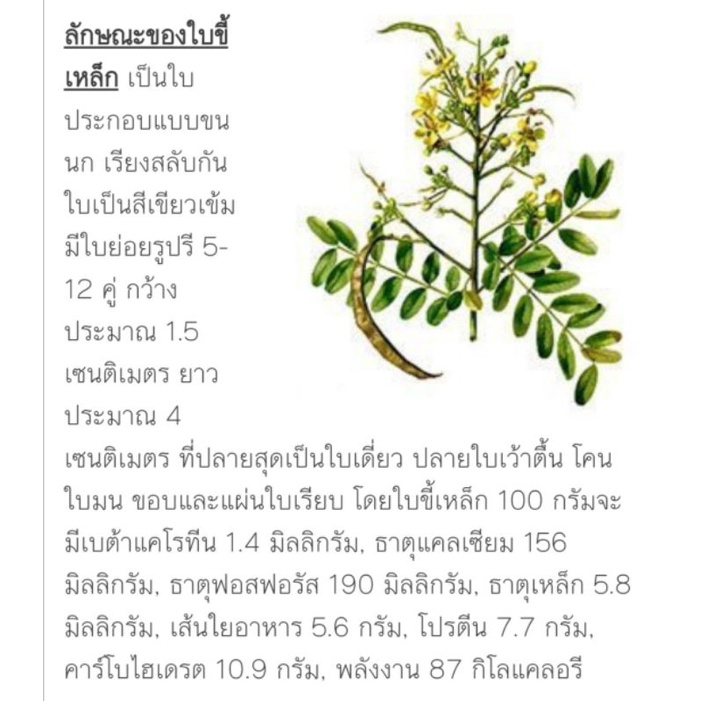 ต้นขี้เหล็ก ทำแกงขี้เหล็ก สมุนไพรไทย ดอกสวย ต้นไม้ รูปที่ 5
