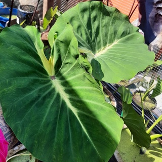 🌈Colocasia Nancy🌈(โคโลคาเซียเเนนซี่)