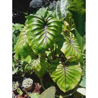 colocasia หน้ากากฟาโรห์