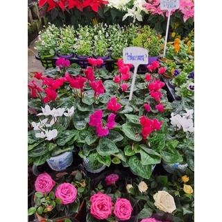 ไซคลาเมน/Cyclamen ในกระถาง5นิ้ว