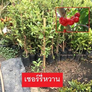 ต้นเชอร์รี่ รสหวานCHERRY ทาบกิ่งแท้ ผลดก ลูกหวาน ปลูก3เดือนติดลูก