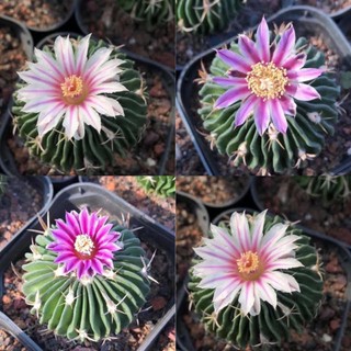 Echinofossulocactus คลื่นสมองไม้เมล็ด