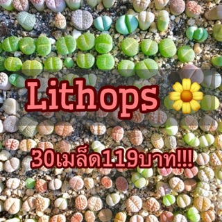 เมล็ด ไลทอป Lithops 🍀 30เมล็ด 119 บาท!!!