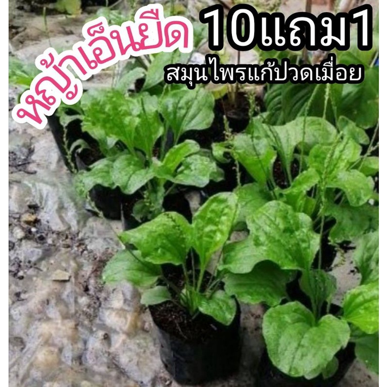 ต้นหญ้าเอ็นยืด​  ต้นผักกาดน้ำ ต้นไม้  สมุนไพรไทย  ยาสมุนไพร  แก้ปวดเมื่อย  ผักสวนครัว  ดิน ปุ๋ย กระถาง อภัยภูเบศน์
