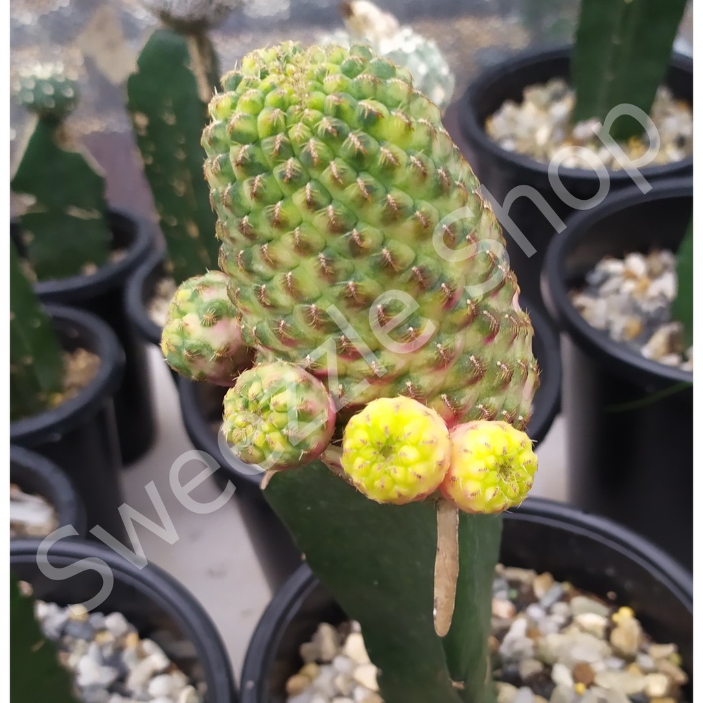 กระบองเพชร (Cactus) ซัลโคล ด่าง 3 สี (Sulcorebutia rauchii variegated) ขายหน่อเด็ดสด และ ไม้กราฟ