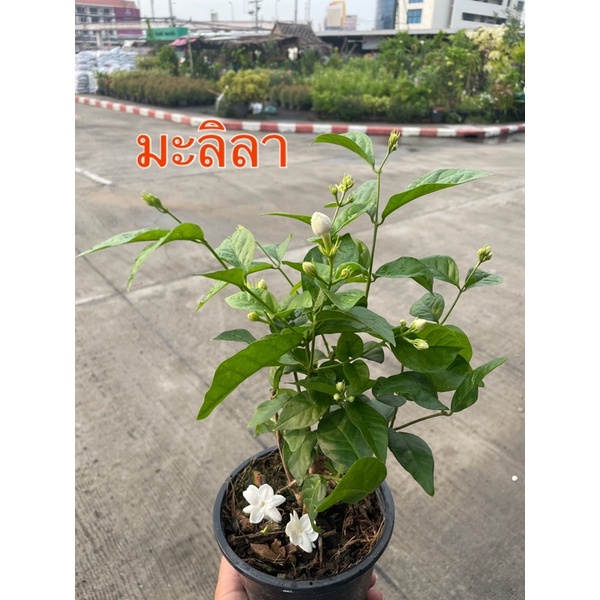 ต้นมะลิ มะลิลา มะลิร้อยมาลัย มะลิ หอมๆ ดอกดก พันธุ์ราชบูรณะ มะลิพันธุ์ดั่งเดิม มะลิวันแม่