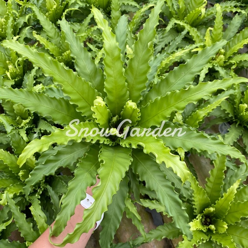 ต้นเฟิร์นโอซาก้า เฟิร์นโอซาก้า ☘️ Asplenium antiquum 'Osaka'กระถาง 5 นิ้ว