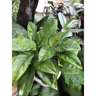 seeds Aglaonema50 เมล็ด (ไม่ใช่พืชที่มีชีวิต)