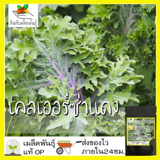 เมล็ดพันธุ์ เคลเออร์ซ่าแดง 50 เมล็ด Red Ursa Kale seed เมล็ดพันธุ์แท้ นำเข้าจากต่างประเทศ ปลูกผัก สวนครัว