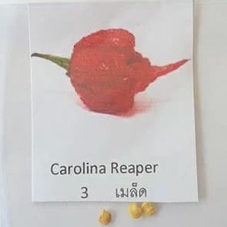 พริกเผ็ดดดดดดที่สุดในโลก!!📌ถูกที่สุด19 บ.📌5-10 เมล็ด 🌶carolina reaper👉 ☘️ปลูกง่าย ขึ้นไว เผ็ดที่สุด