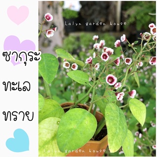 🌸✨ซากุระทะเลทราย Euphorbia guiengola🌱 🌸 ไม้หายาก ไม้อวบน้ำต้นเล็ก ออกดอกตลอดปีนะคะ ดอกน่ารักมากๆ 🤍