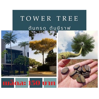 ทาวเวอร์ทรี tower tree ต้นกลด ต้นยีราฟ