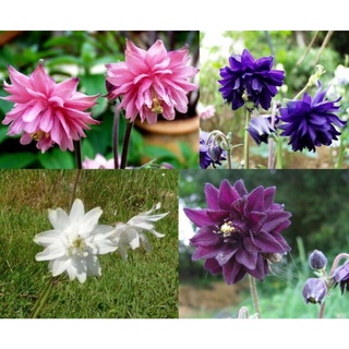 เมล็ดพันธุ์ โคลัมไบน์ aquilegia vulgaris var. stellata columbine barlow 50 เมล็ด เมล็ดพันธุ์นำเข้าจาก อังกฤษ