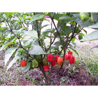 ต้นกล้า พริกแคโรไลน่ารีพเพอร์ Carolina Reaper ต้นพริก พริกที่เผ็ดที่สุดในโลก ต้นกล้าละ 39 บาท