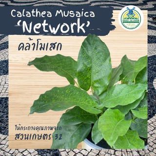 คล้าโมเสก (Calathea Musaica Network) : ขนาดกระถาง 5 นิ้ว (คล้า #23)