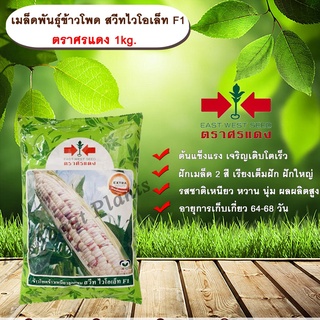 เมล็ดพันธุ์ข้าวโพด สวีทไวโอเล็ท F1 ตราศรแดง 1kg.ฝักเมล็ด 2 สี เรียงเต็มฝัก ฝักใหญ่ รสชาติเหนียว หวาน นุ่ม ผลผลิตสูง