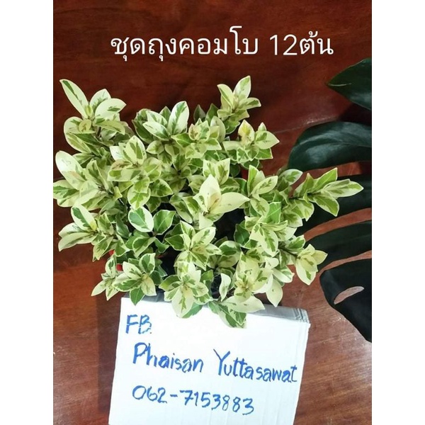 ไทรเกาหลีด่างเทพๆครับ