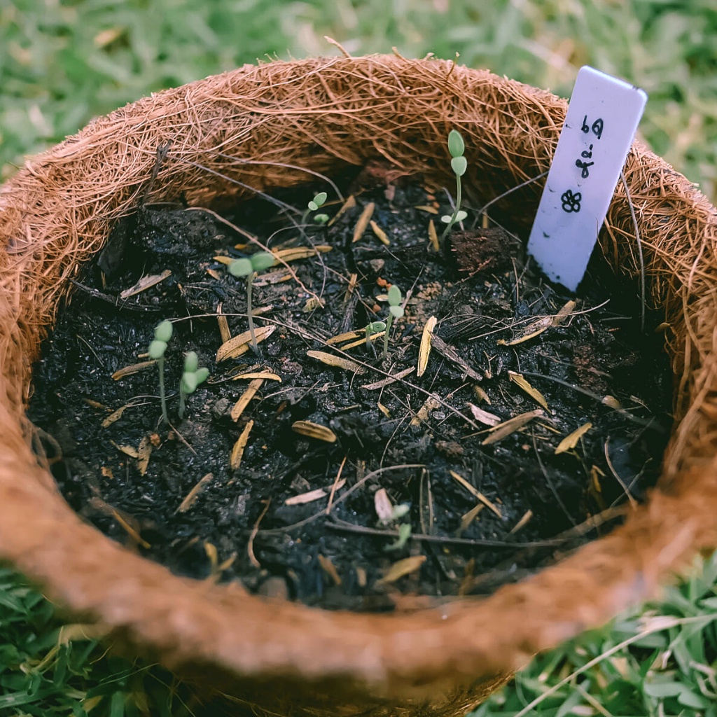 ชุดปลูกดอกไม้ ชุดพร้อมปลูก ชุดของขวัญ Mini set - รูปที่ 3