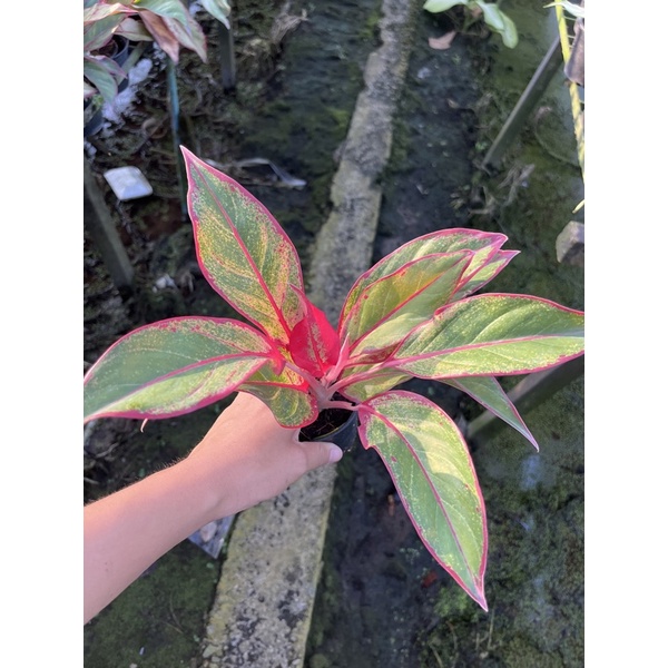 (ถูกที่สุด) อโกลนีมา กระถาง 3 นิ้ว แก้วกาญจนา หลายแบบ ฟอร์มต้นใหญ่ คุ้มเท่าซื้อ 6 นิ้ว