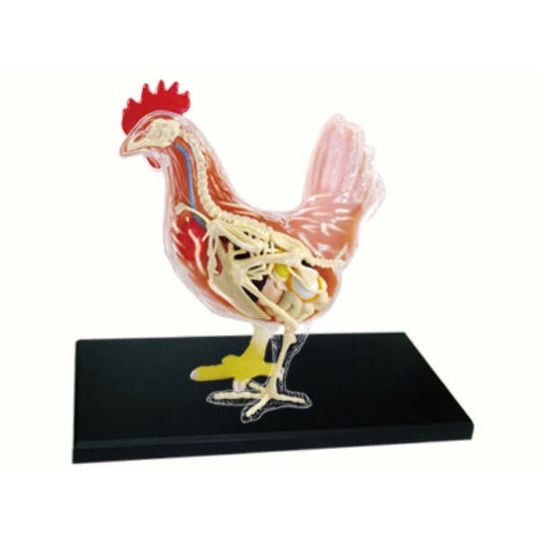 4D Vision หุ่นจำลองไก่