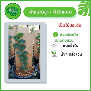 ต้นแนบอุรา ต้นแนบอุราหัวใจ แนบอุราเขียว แนบอุราด่าง หัวใจแนบ  ขนาดลำต้นสูง 20-25 เซนติเมตร