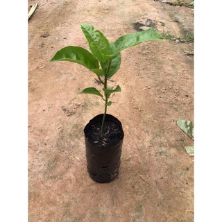 ต้นพันธุ์เสาวรสสีม่วง