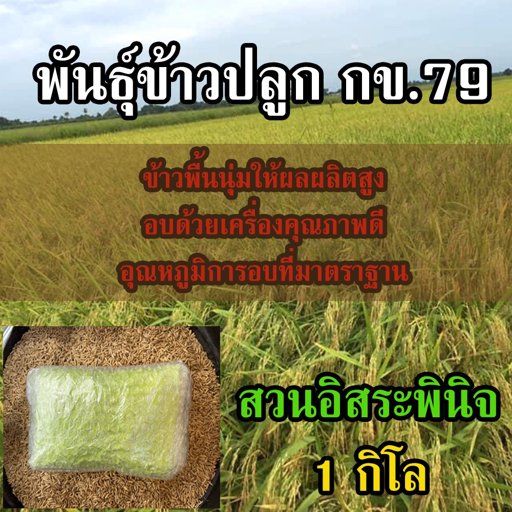 ข้าวปลูก กข79 เมล็ด พันธุ์ข้าว กข79 น้ำหนัก 1 กิโลกรัม