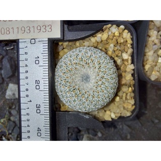 อิพิไมโคร (Epithelantha Micromeris)