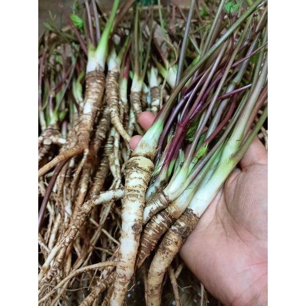 รากโสม  สด ตังกุย当归 สดกลิ่นหอมสดจากสวน  บำรุงเลือด บำรุงกำลัง 500-1000กรัม - รูปที่ 2
