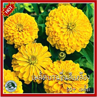 50 เมล็ด บานชื่นสีเหลือง Yellow Zinnia Flower บานชื่น เมล็ดบานชื่น เมล็ดบานชื่นสีเหลือง เมล็ดบานชื่นเหลือง เมล็ดดอกบานชื