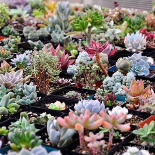 （อัตราการปลูกสูง）100 Pcs Mixed Multi-Color Succulent Cactus Seeds Rare Perennial Herb Plants Bonsai Flower Seeds Plant P