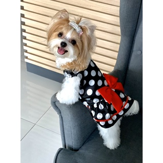 Petcloths -Doggydolly  เสื้อผ้าแฟชั่น เสื้อผ้าสัตว์เลี้ยง เสื้อผ้าหมา แมว  ชุดกระโปรงดำจุดขาว Polkadot  D170